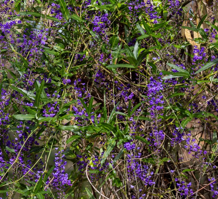 Guides’ plant of the month for August Image