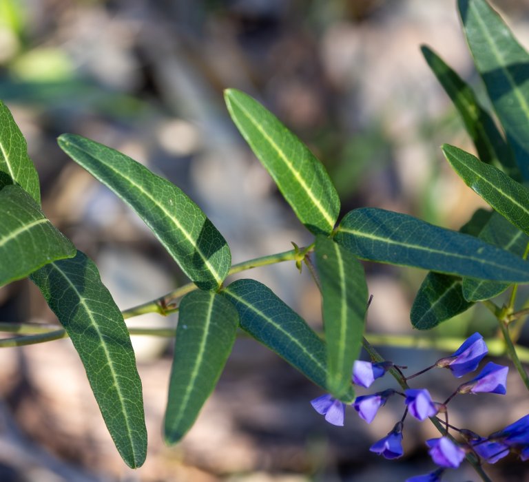Guides’ plant of the month for August Image