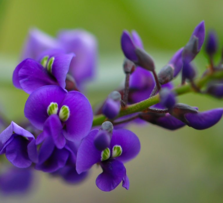 Guides’ plant of the month for August Image