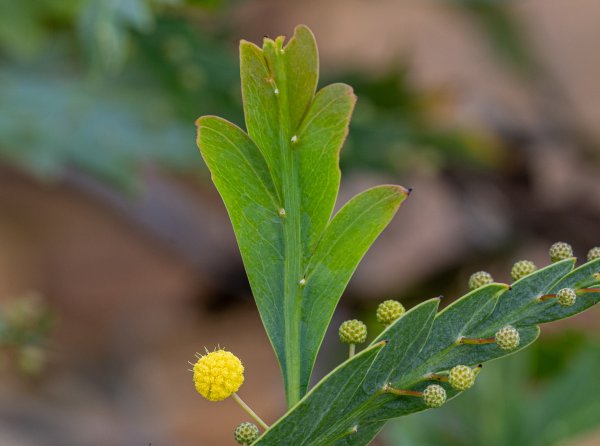 Flowers Image