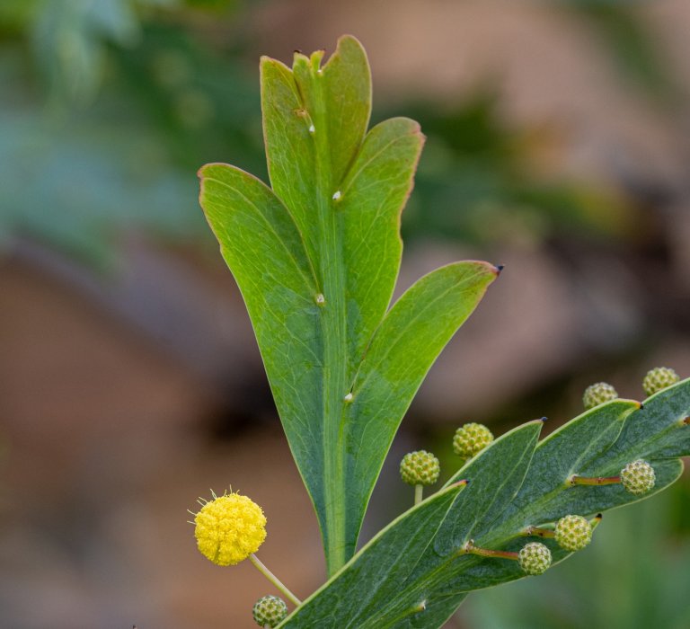 Celebrate National Wattle Day! Image