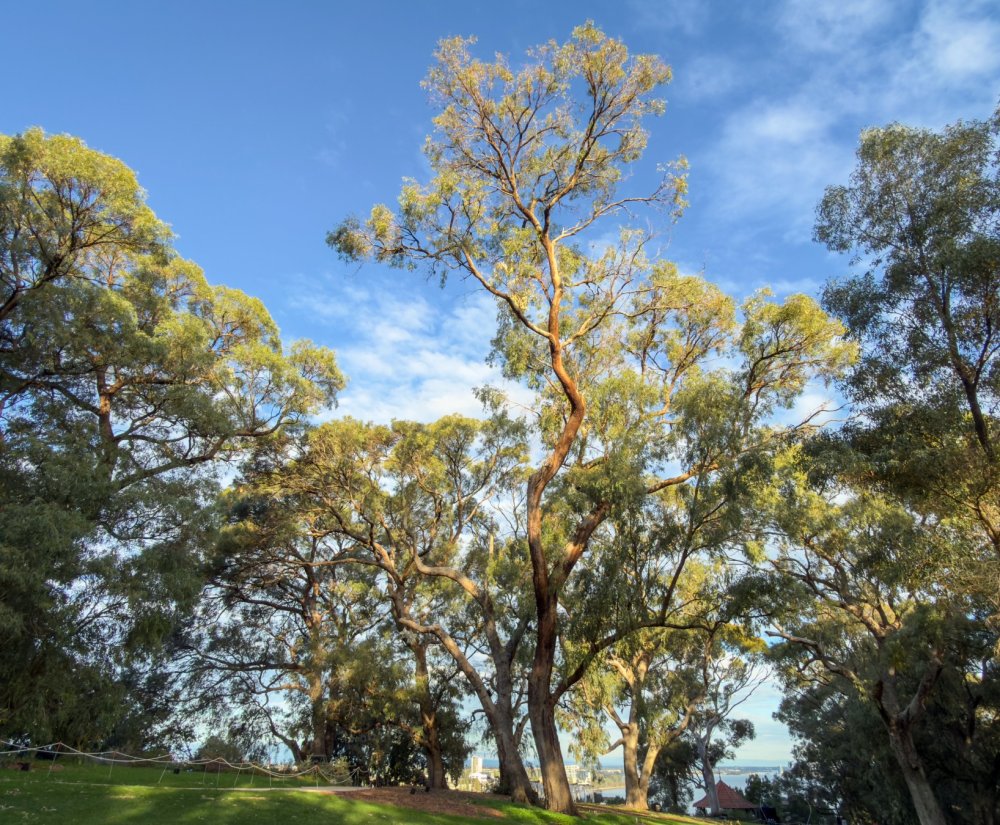Let’s cherish and celebrate the Tuart! Image