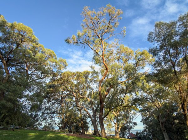 Let’s cherish and celebrate the Tuart! Image