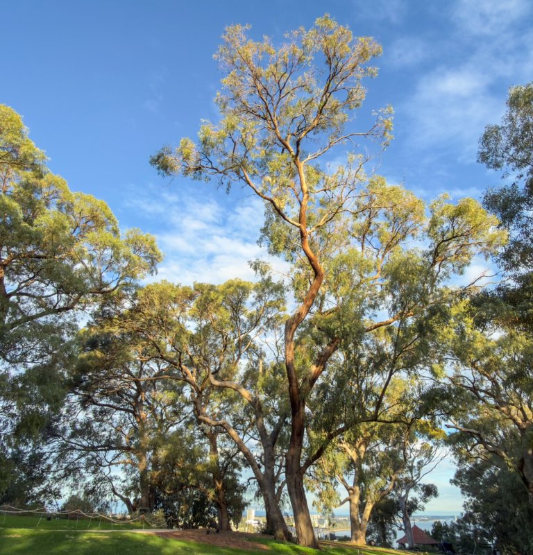Let’s cherish and celebrate the Tuart! Image