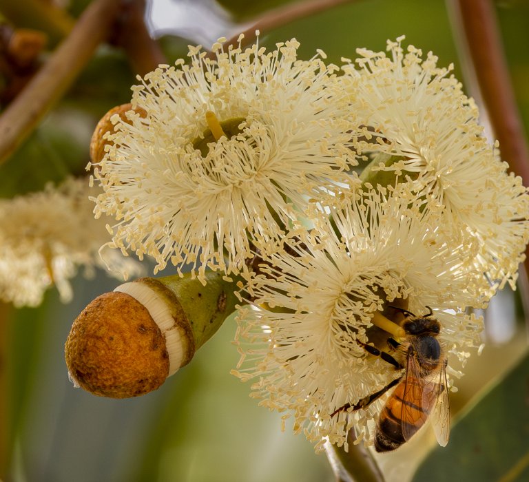 Let’s cherish and celebrate the Tuart! Image