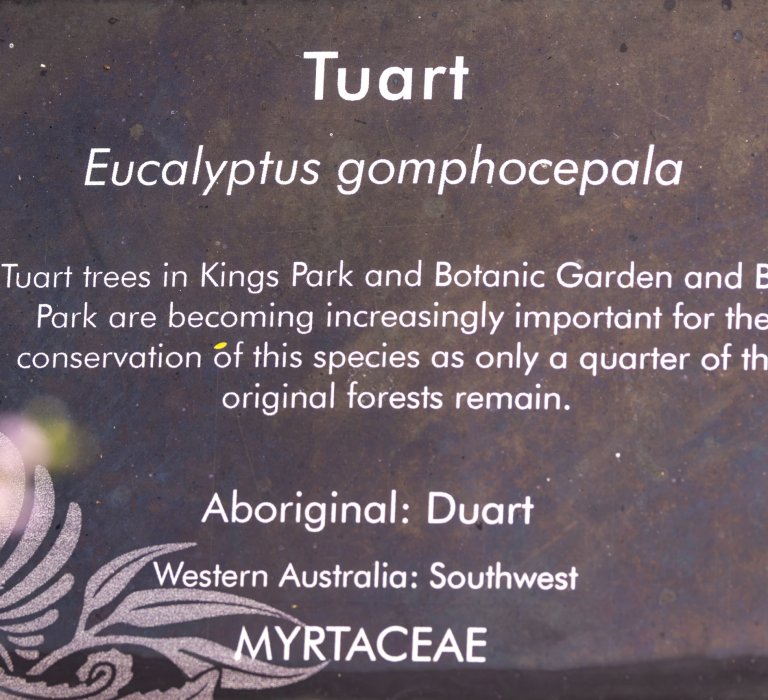 Let’s cherish and celebrate the Tuart! Image