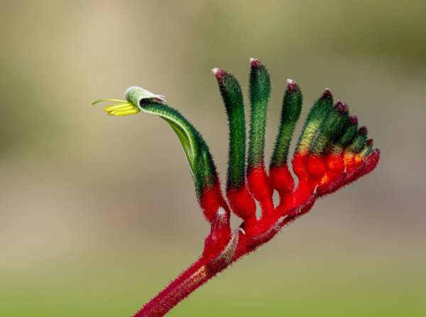 Flowers Image