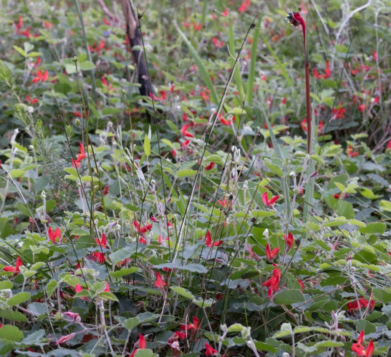 Guides’ plant of the month for September Image