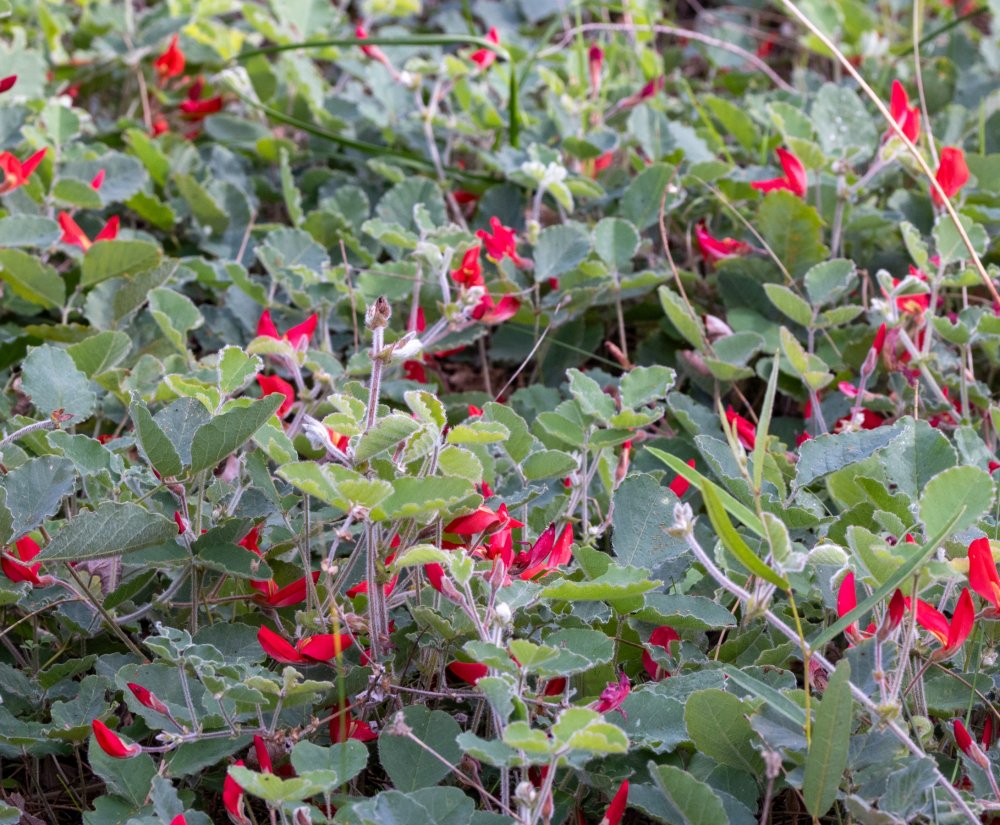 Guides’ plant of the month for September Image