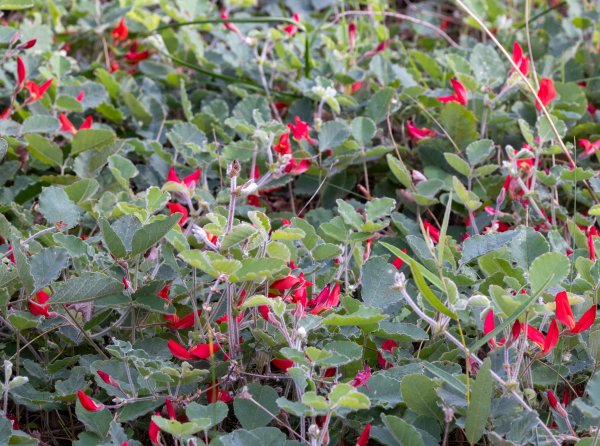 Guides’ plant of the month for September Image