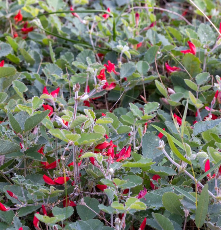 Guides’ plant of the month for September Image