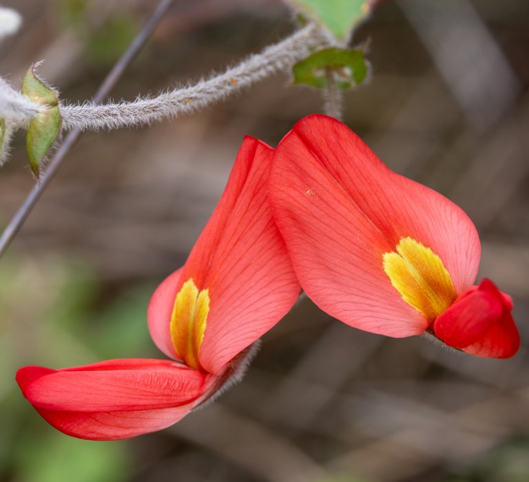 Guides’ plant of the month for September Image