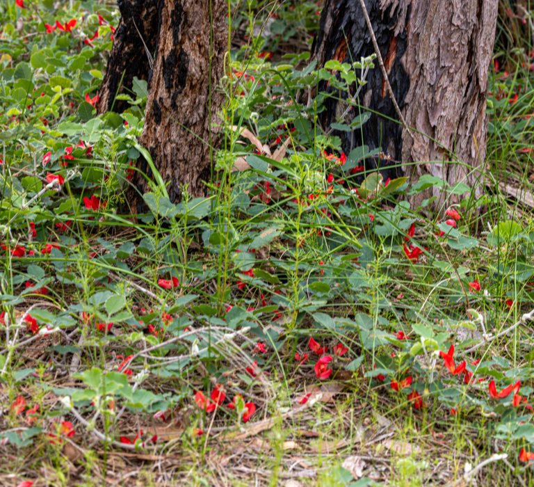 Guides’ plant of the month for September Image