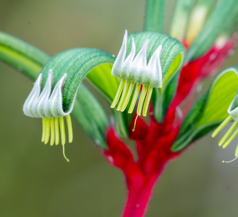Celebrate Western Australia’s unique wildflowers this Spring Image