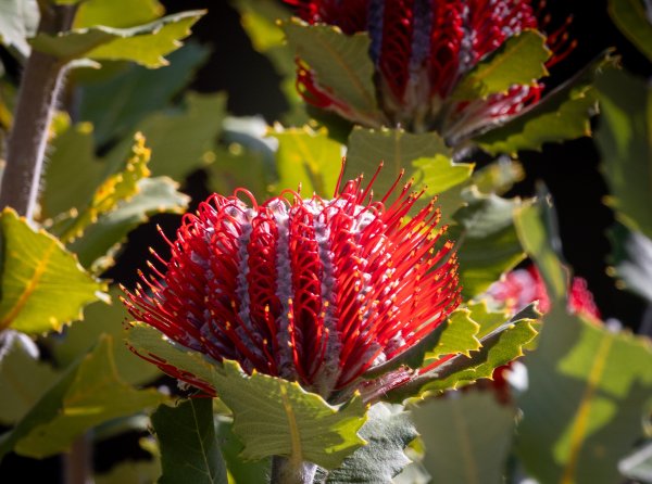 Flowers Image