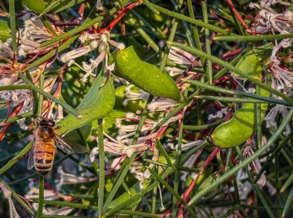 Wildflowers and Bushland Image
