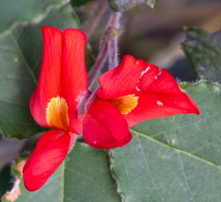 Guides’ plant of the month for September Image