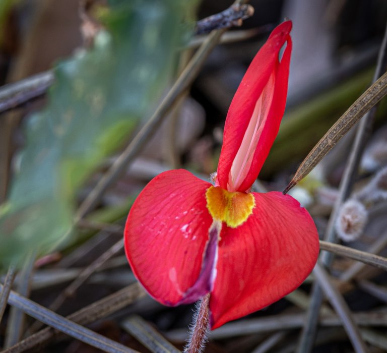Guides’ plant of the month for September Image