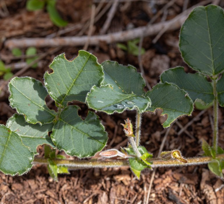 Guides’ plant of the month for September Image