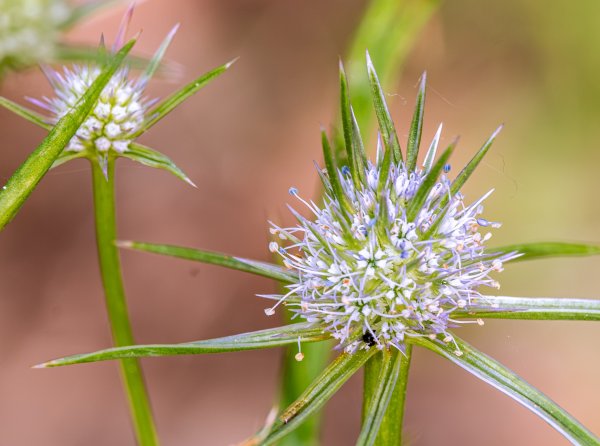 Flowers Image