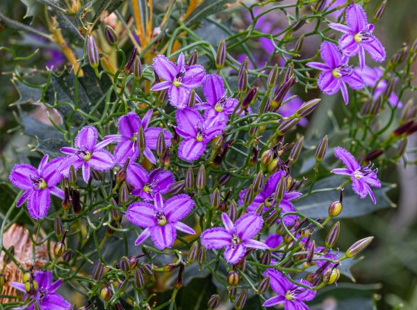 Flowers Image