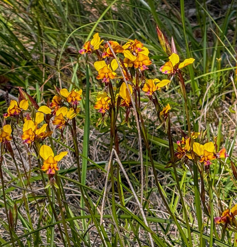 Wildflowers and Bushland Image