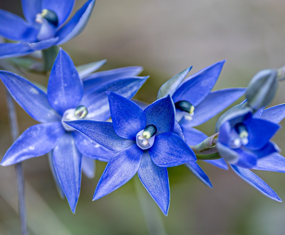 Seeking the Scented Sun Orchid Image