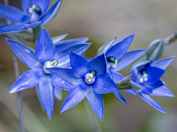 Seeking the Scented Sun Orchid Image