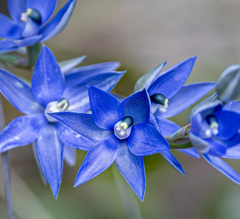 Seeking the Scented Sun Orchid Image