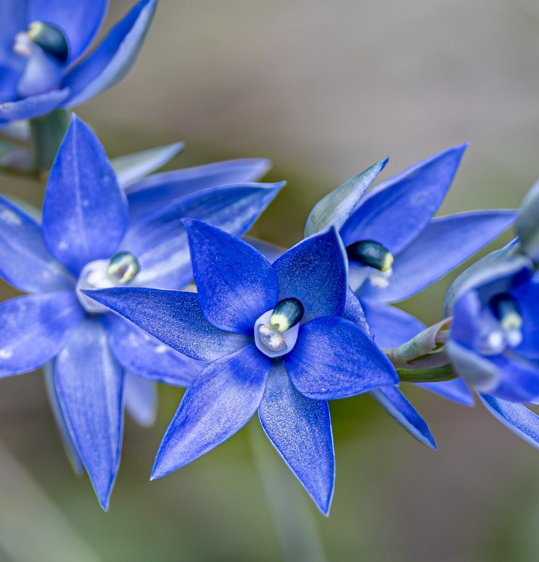 Seeking the Scented Sun Orchid Image
