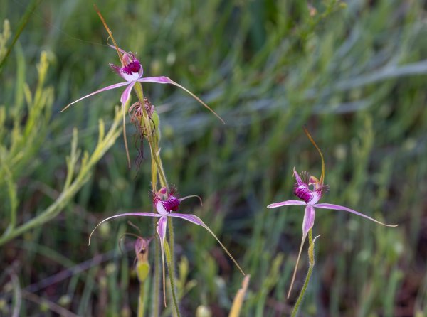 Flowers Image