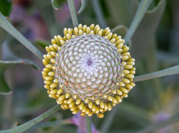 Flowers Image