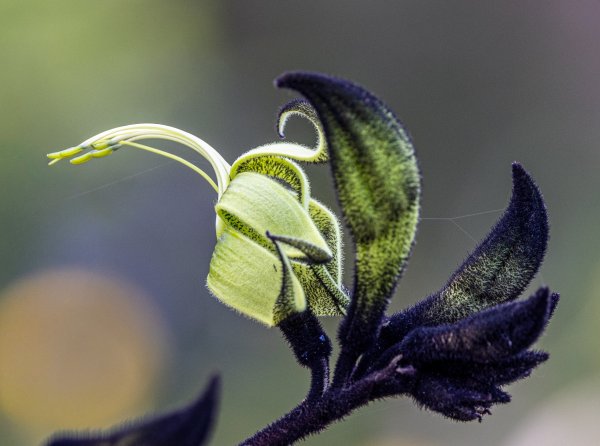 Flowers Image