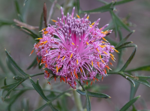 Flowers Image
