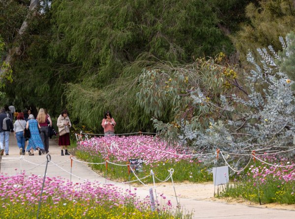 Flowers Image
