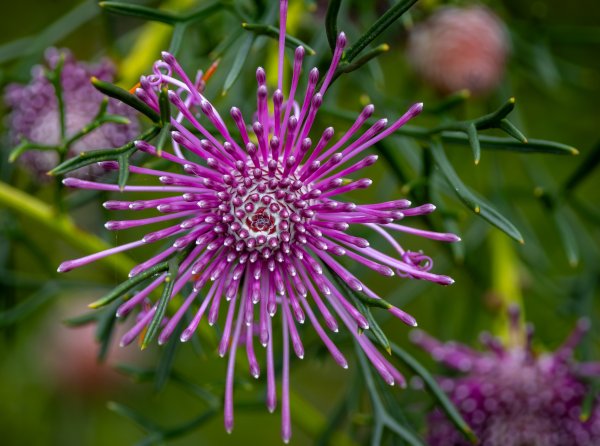 Flowers Image