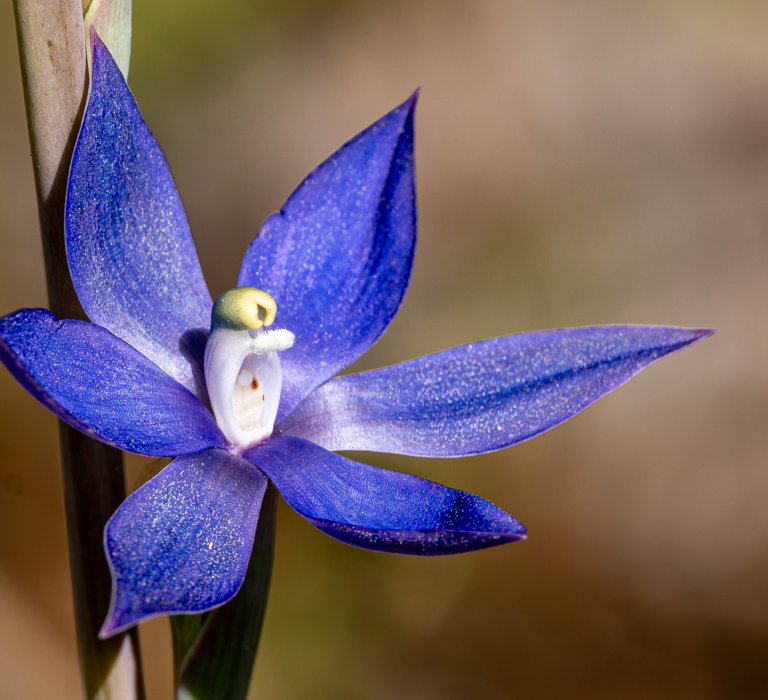 Seeking the Scented Sun Orchid Image