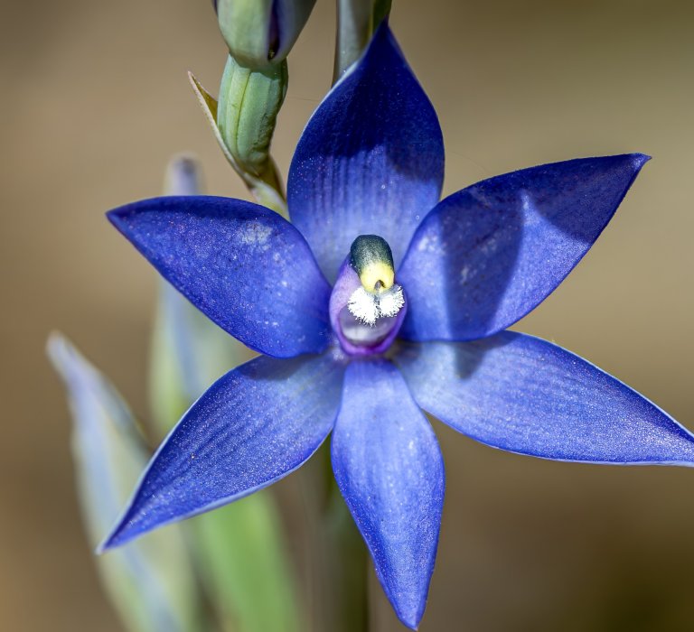 Seeking the Scented Sun Orchid Image