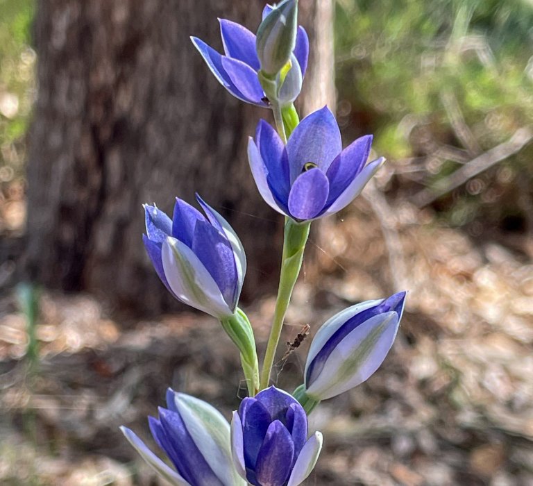 Seeking the Scented Sun Orchid Image