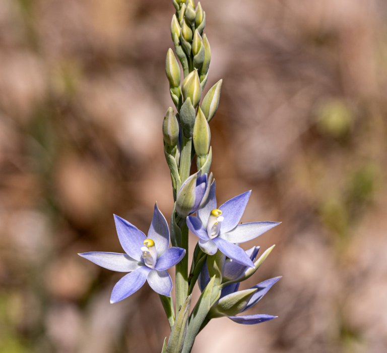 Seeking the Scented Sun Orchid Image
