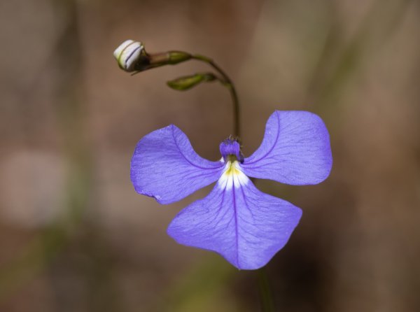 Wildflowers and Bushland Image