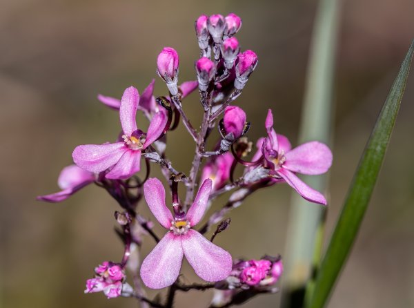 Flowers Image